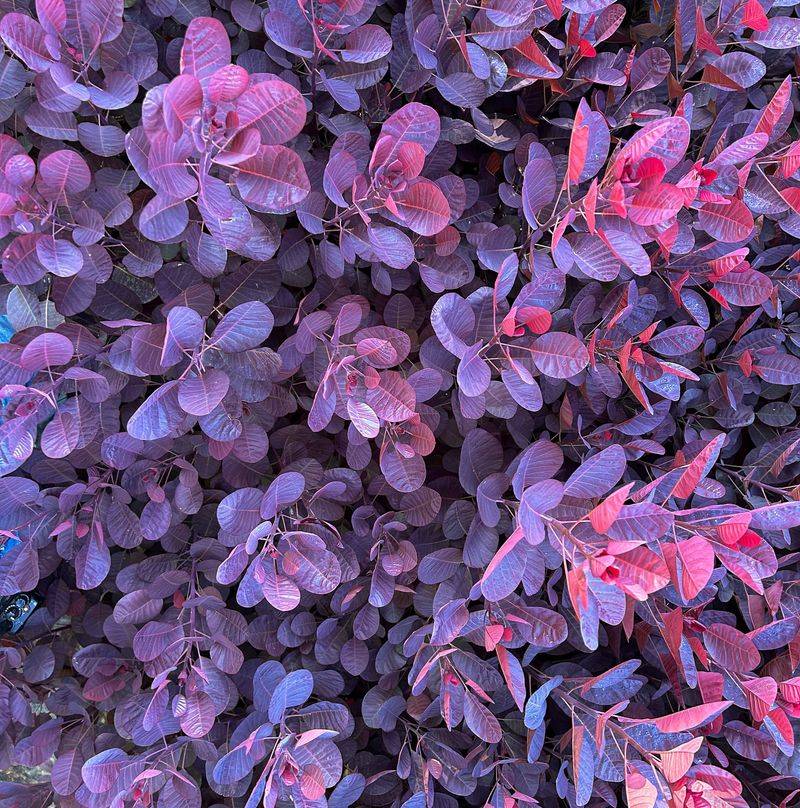Smokebush 'Royal Purple'