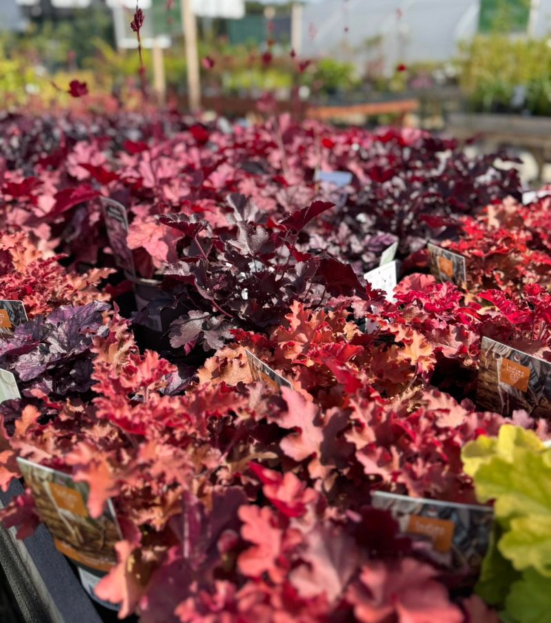 Coral Bells 'Chocolate Ruffles'