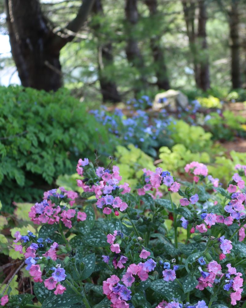 Lungwort