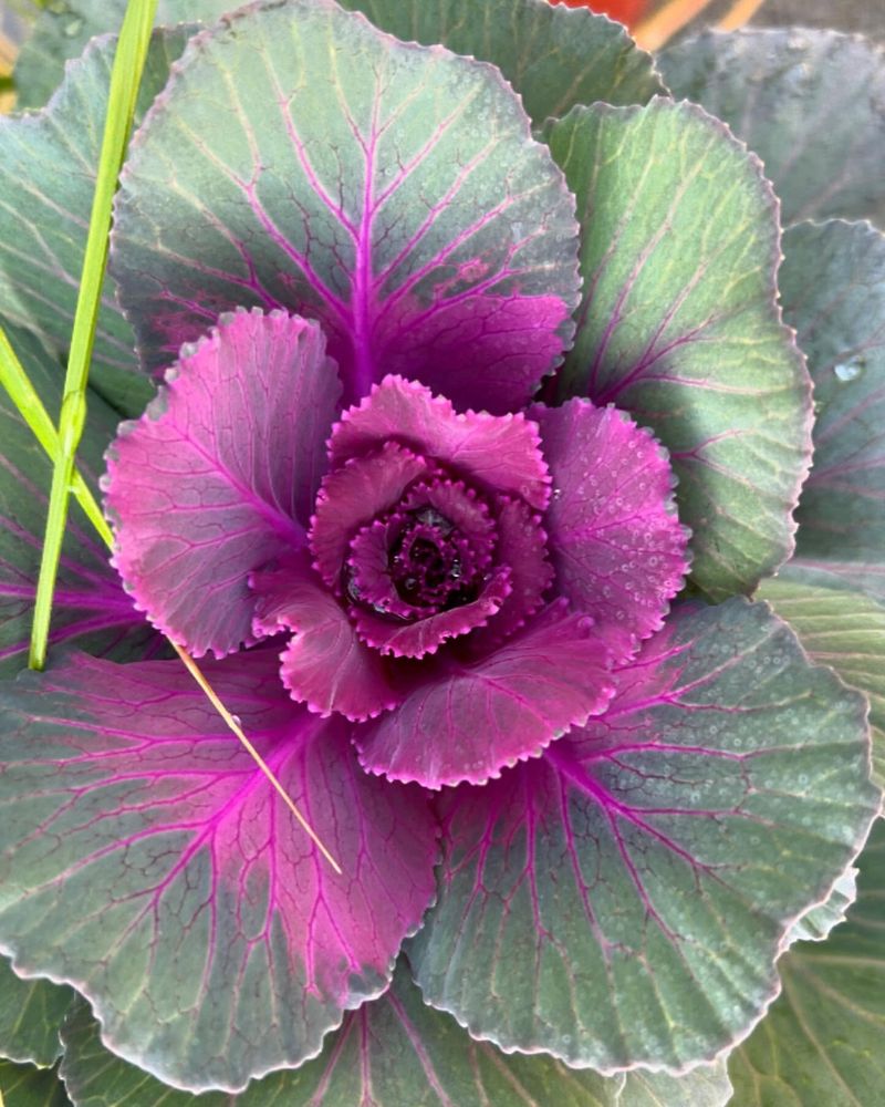 Ornamental Cabbage