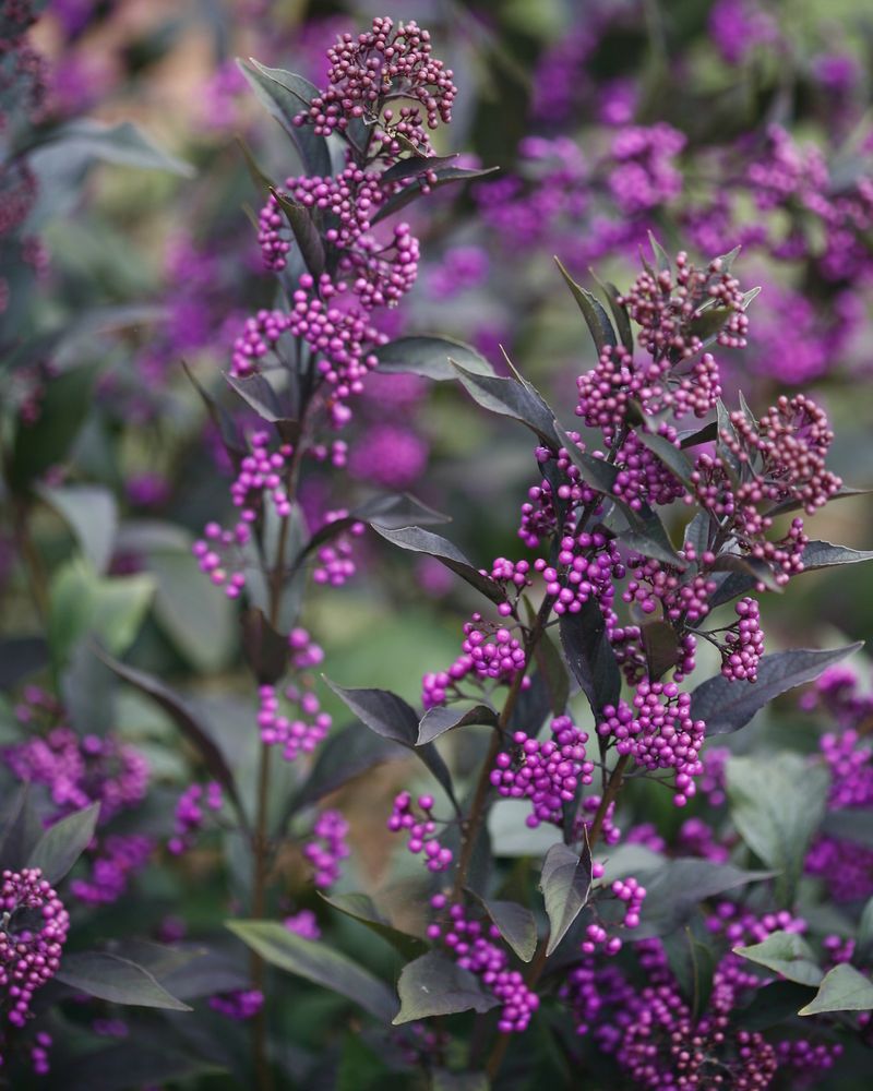 Beautyberry