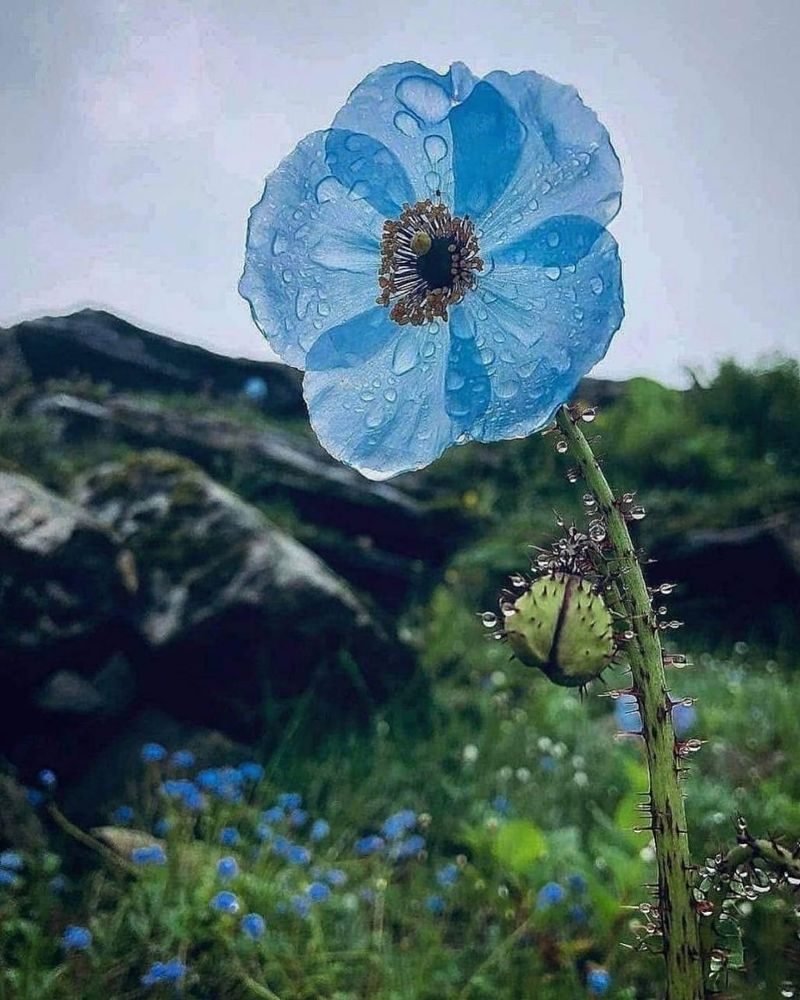 Himalayan Blue Poppy