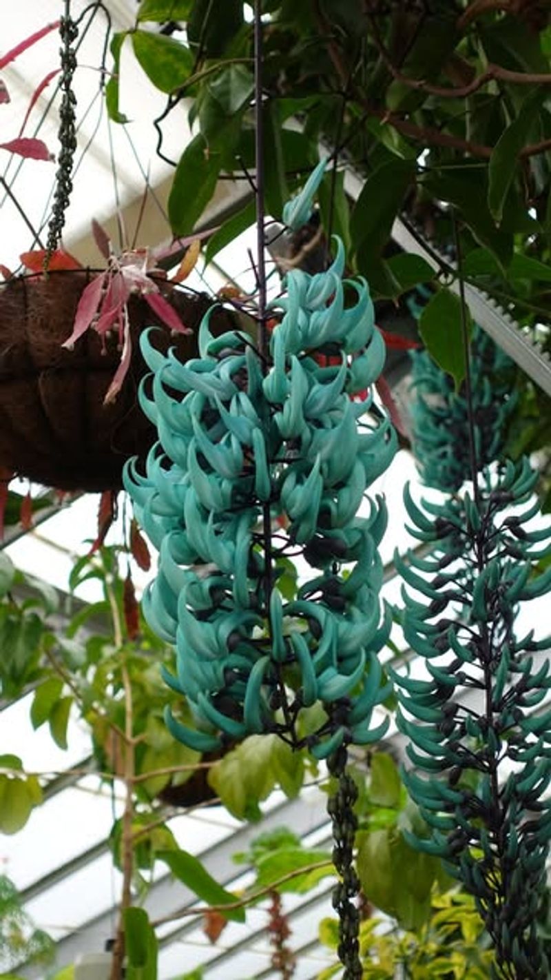 Jade Vine