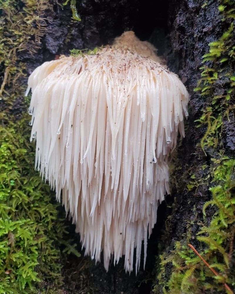 Lion's Mane Hunter (Hericium erinaceus)