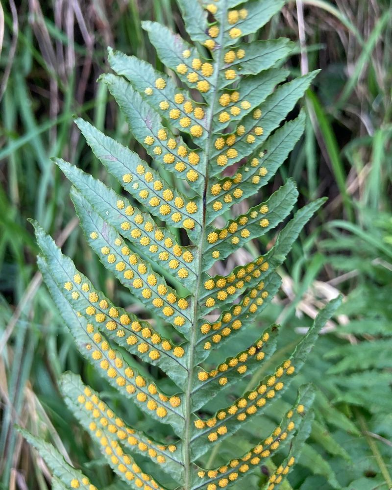 Chain Fern (Woodwardia fimbriata)