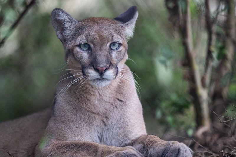Florida Panther
