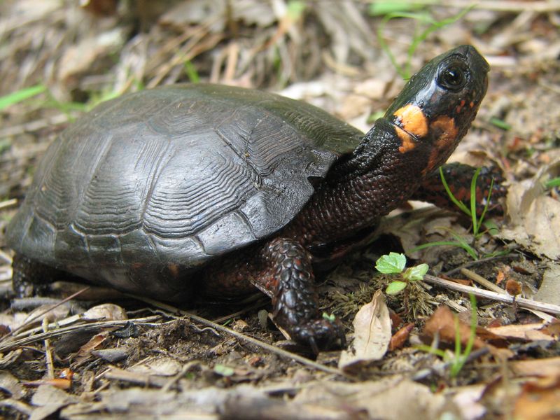 Bog Turtle