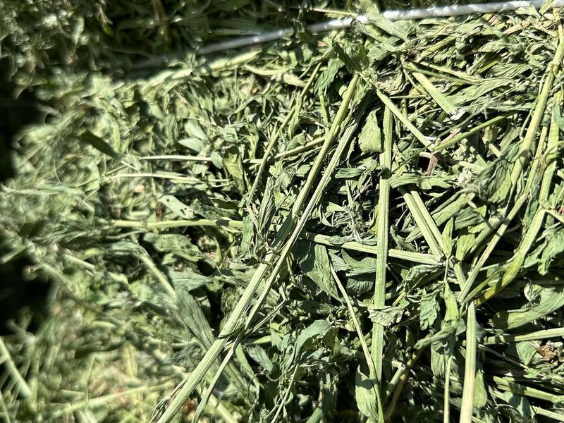 Alfalfa Meal: Fertilizer And Deicer