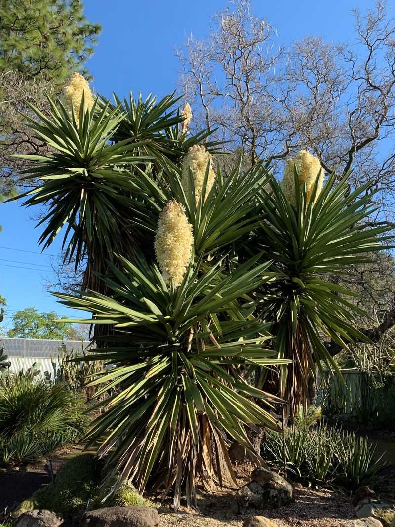 Yucca Cluster Hideout