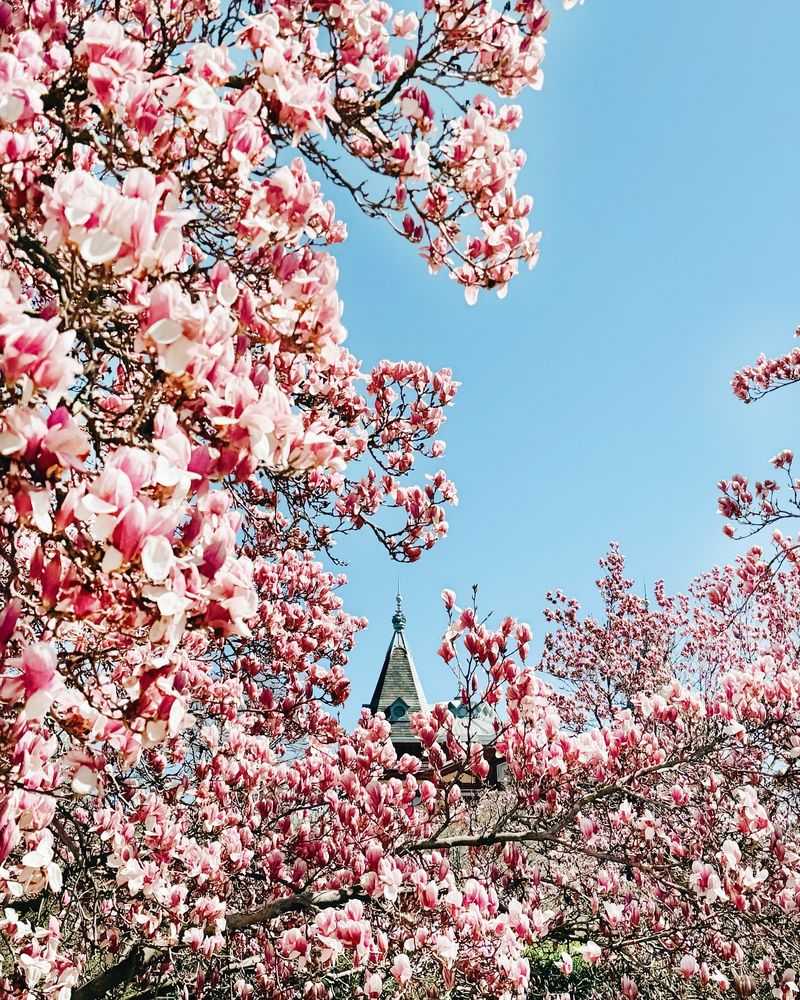 Magnificent Magnolias