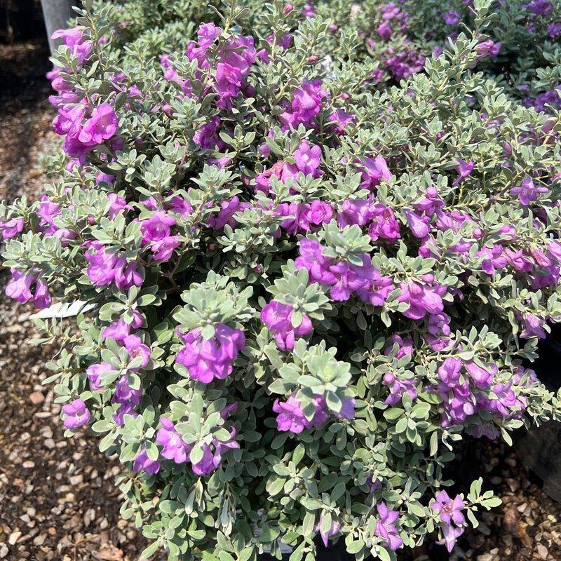 Xeriscaped Front Yards