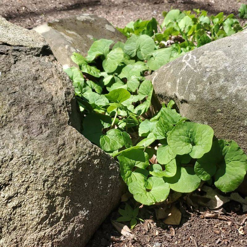 Wild Ginger (Asarum canadense)