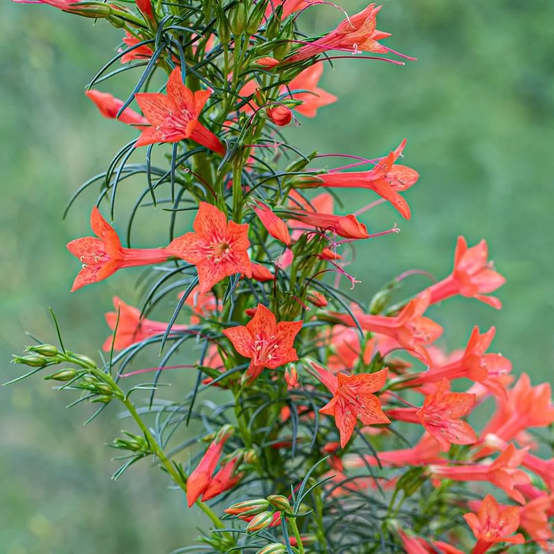 Standing Cypress
