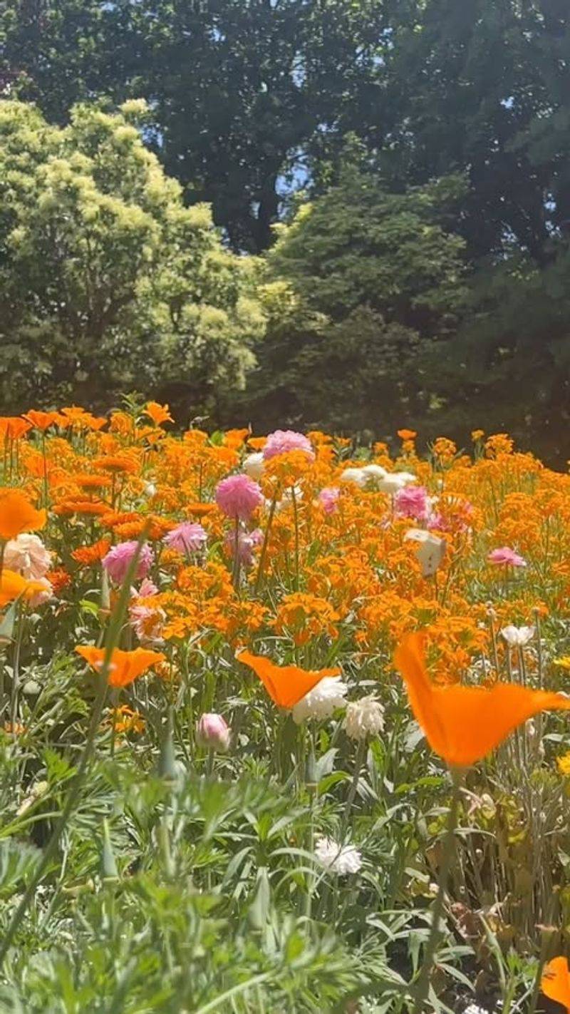 Bird's-Eye Meadow