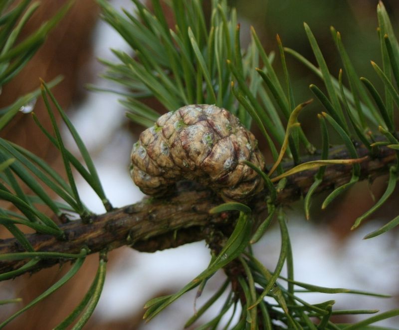 Jack Pine Stands