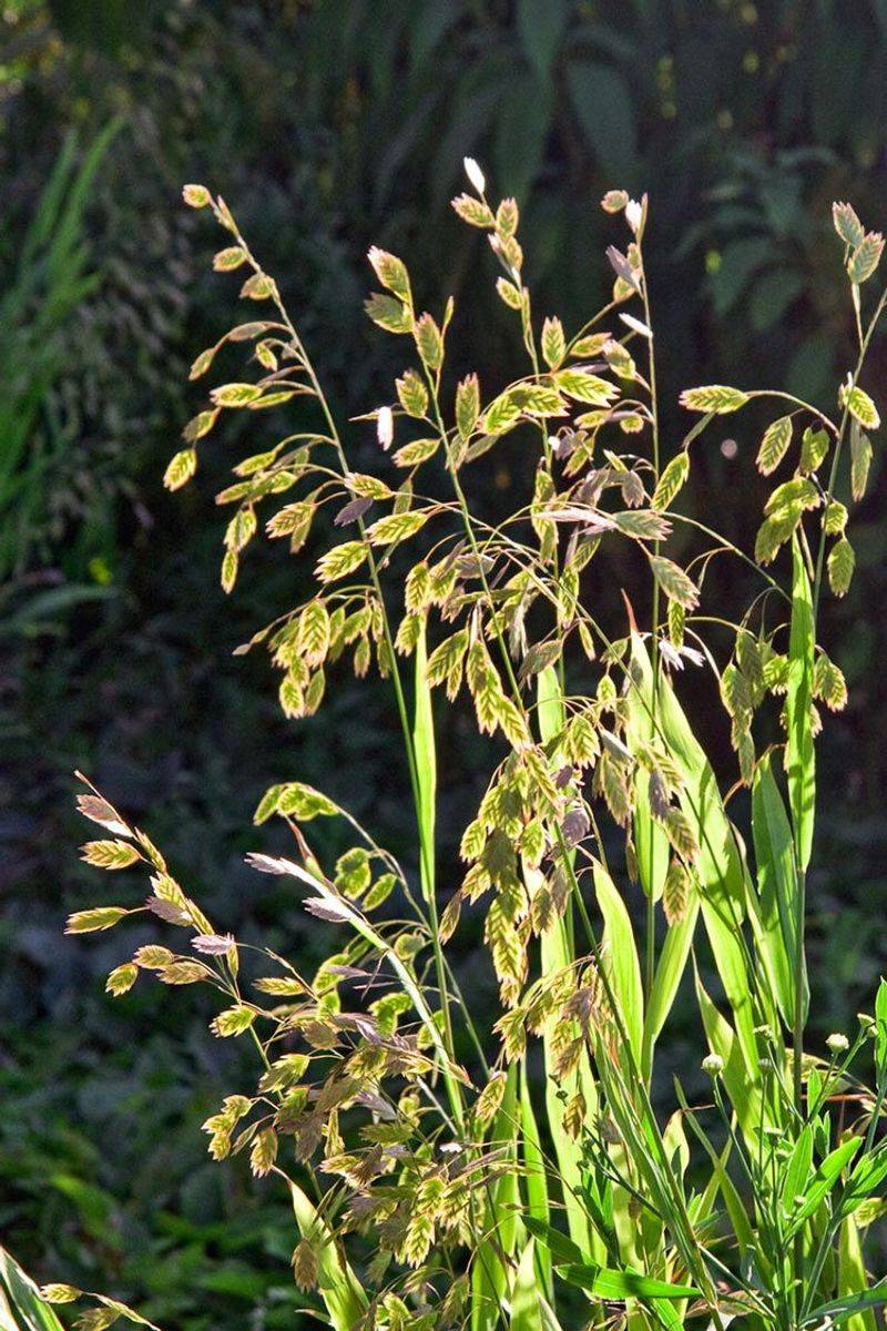 Northern Sea Oats (Chasmanthium latifolium)