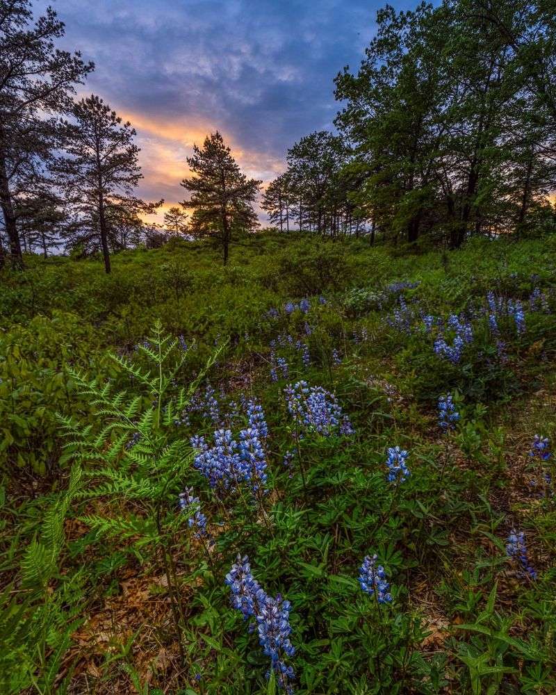 Sackets Harbor's Battlefield Blooms