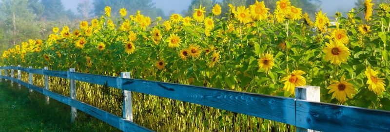 Stowe's Mountain Sunflower Haven