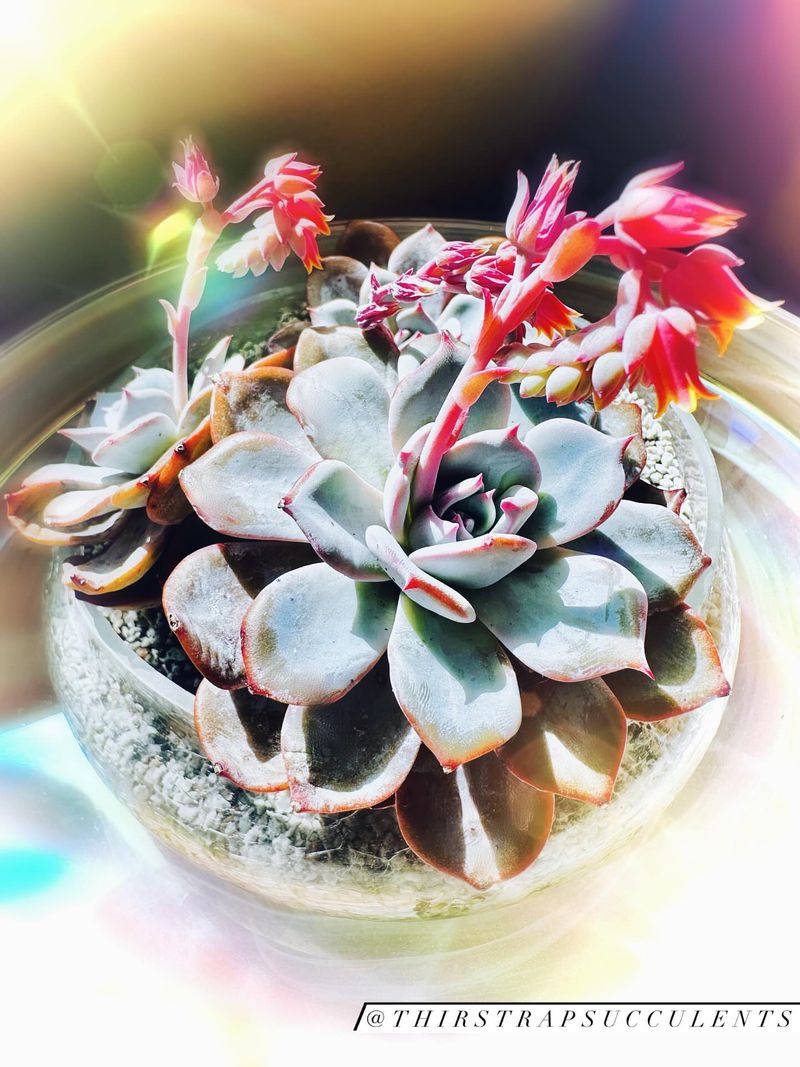 Echeveria's Humidity Heartbreak