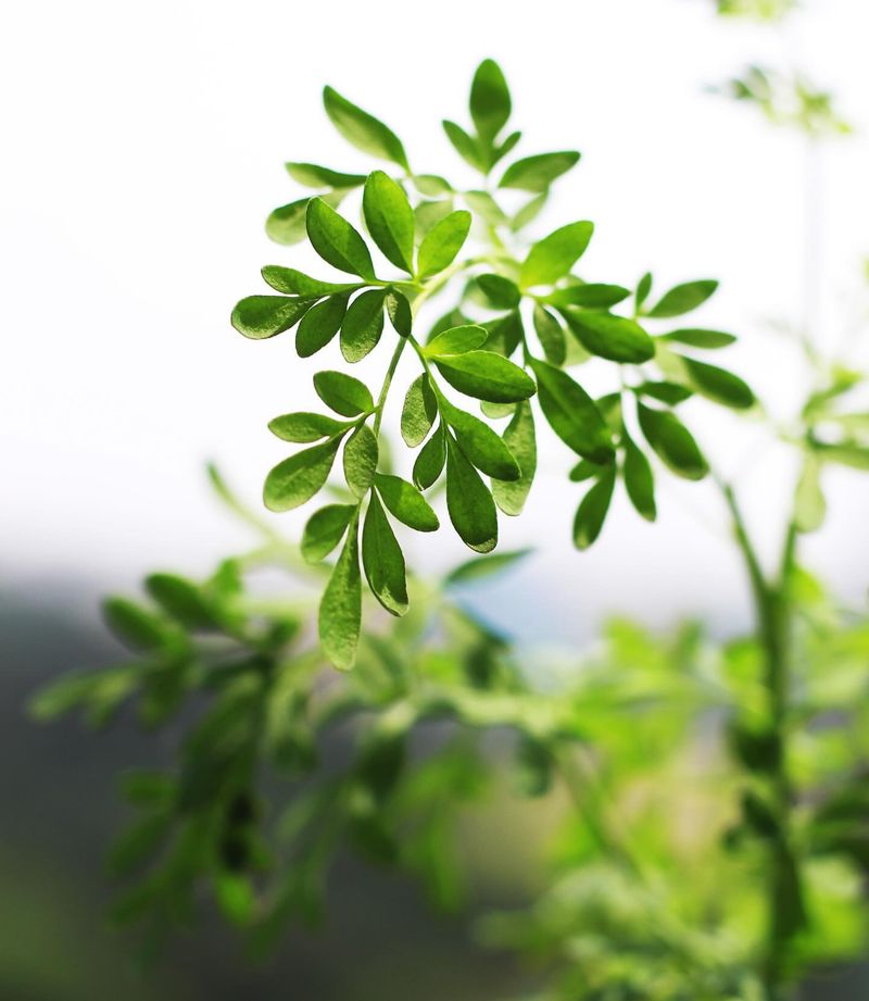 Rue: Ancient Herb With Modern Benefits