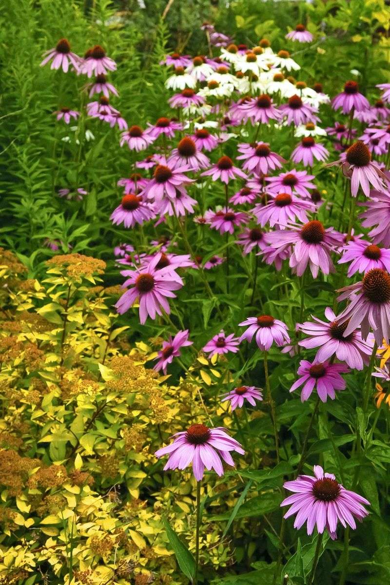 Rothko Color Block Gardens