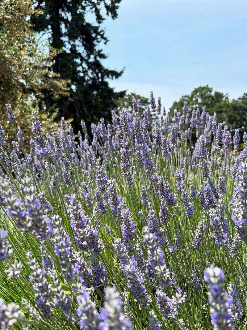 Dundee Hills Lavender Community