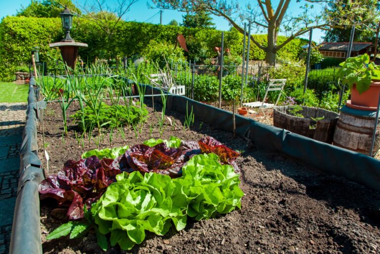 vegetable garden