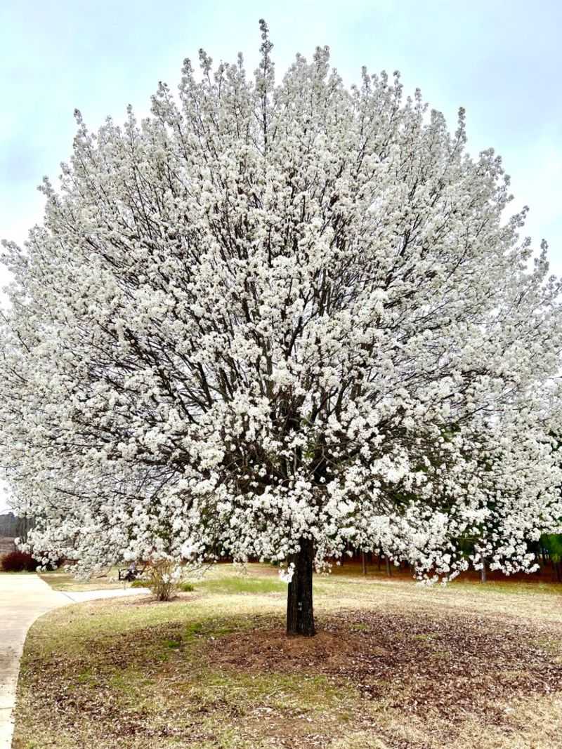 Bradford Pear Trees