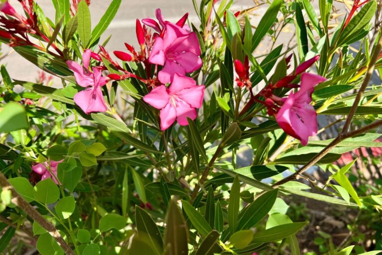 Oleander Shrub