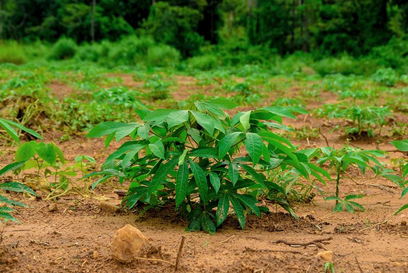 Cassava