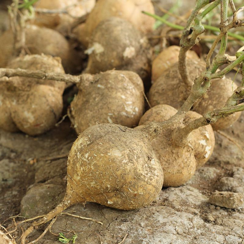 Jicama