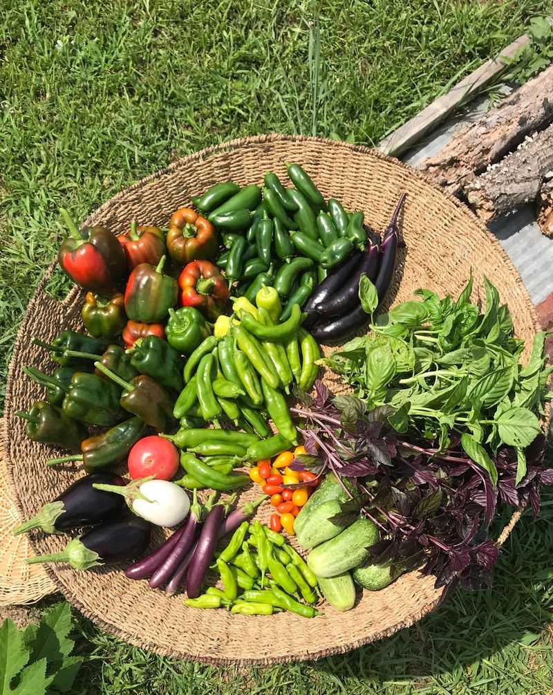 Harvest Garden Vegetables