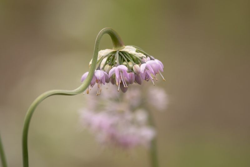 Nodding Onion
