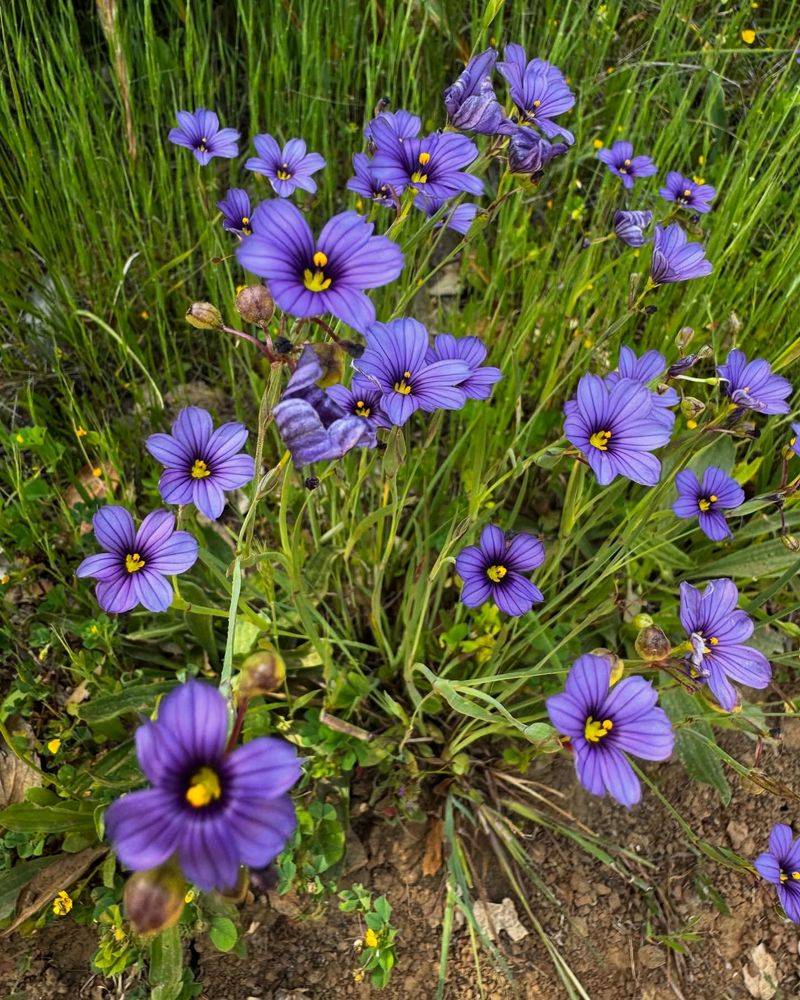 Blue-eyed Grass