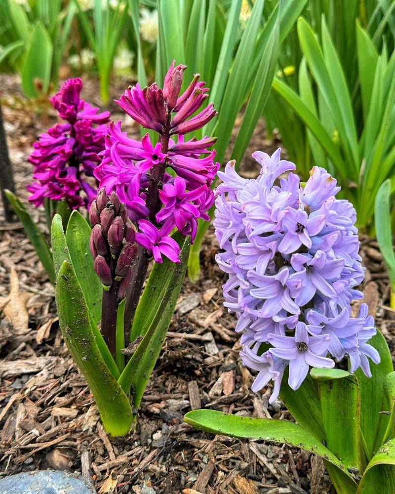 Spring Bulbs