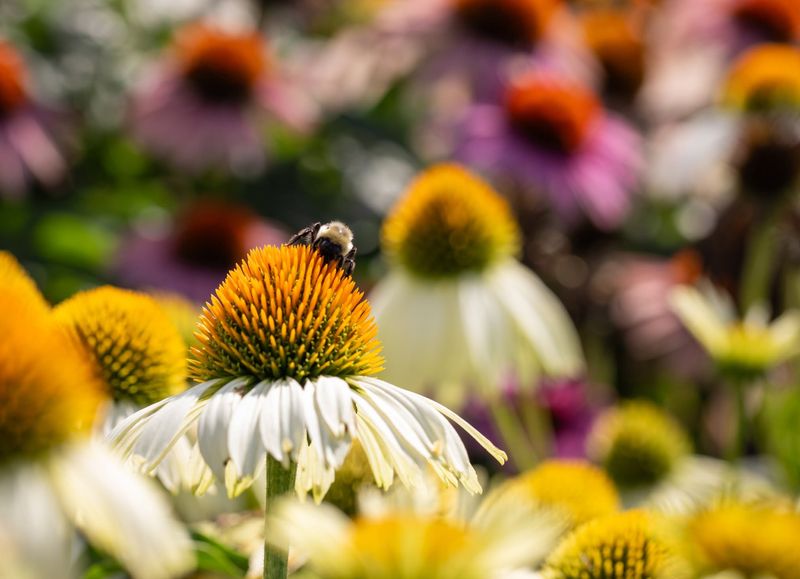 Coneflower