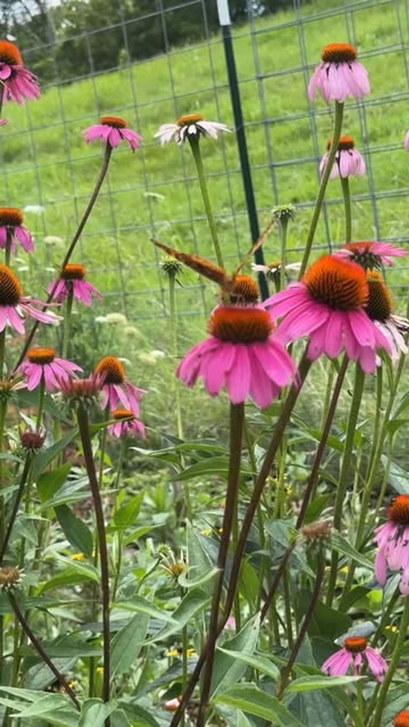 Purple Coneflower