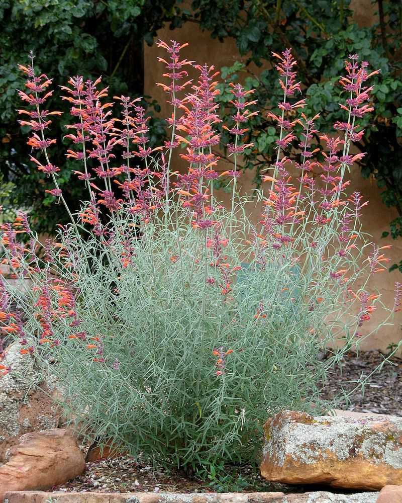Agastache