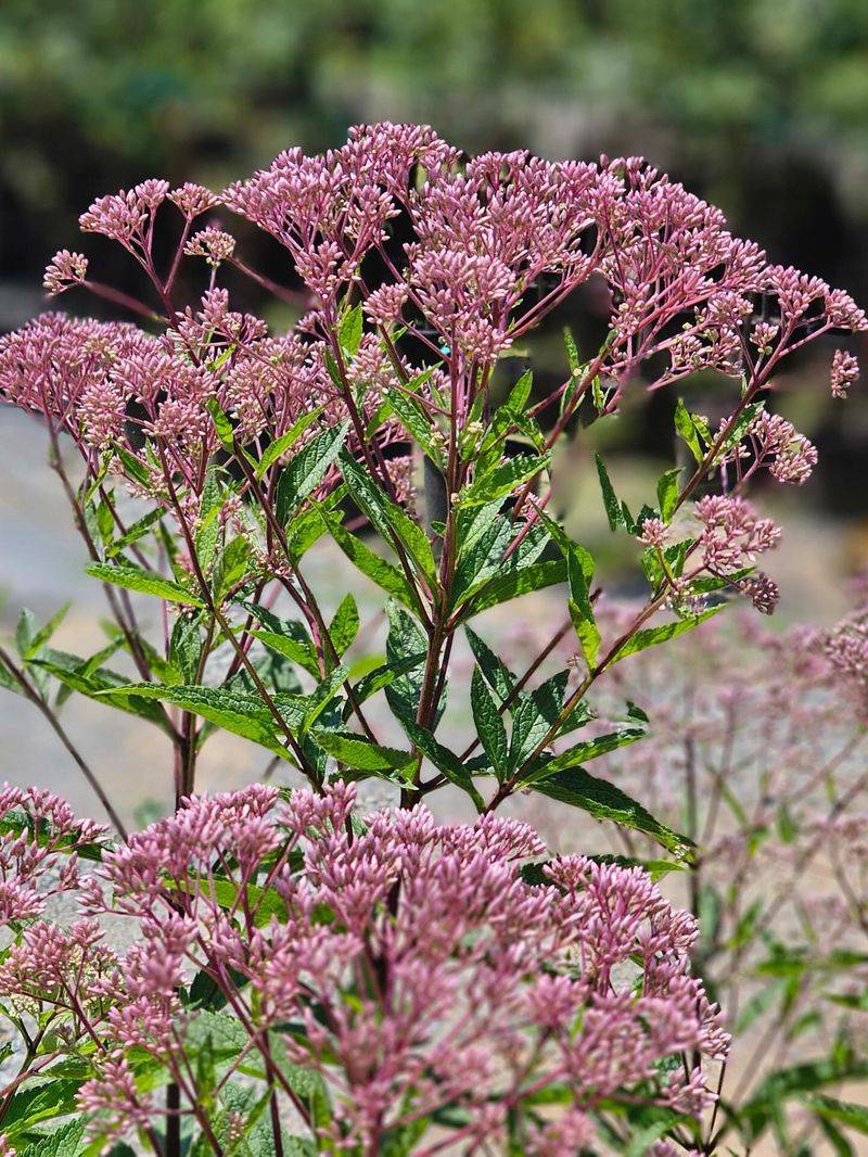 Joe-Pye Weed