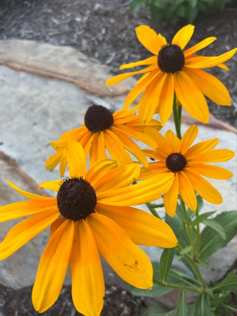 Black-Eyed Susan