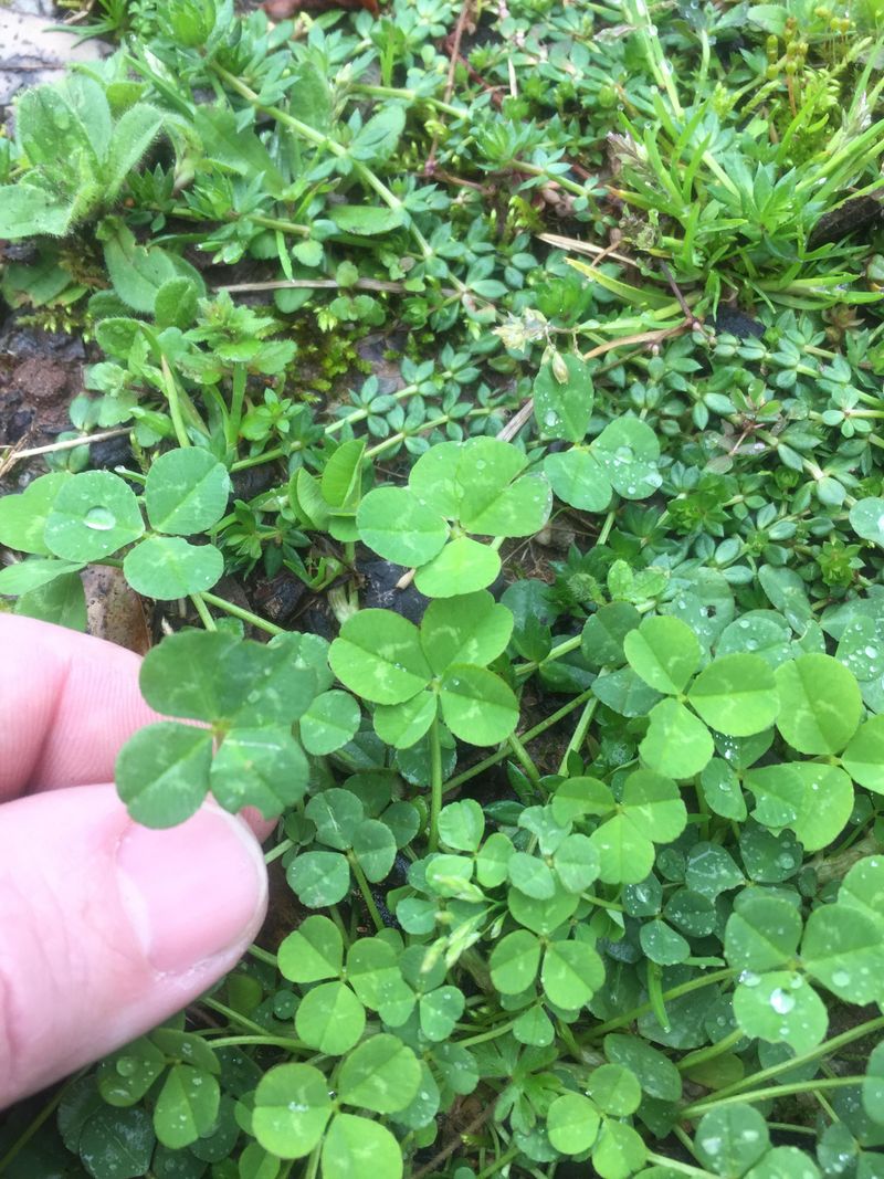 Water-Efficient Nitrogen Fixing
