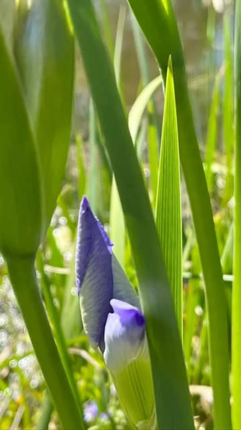 Blue Flag Iris