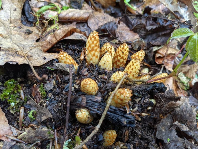Squawroot (Conopholis americana)