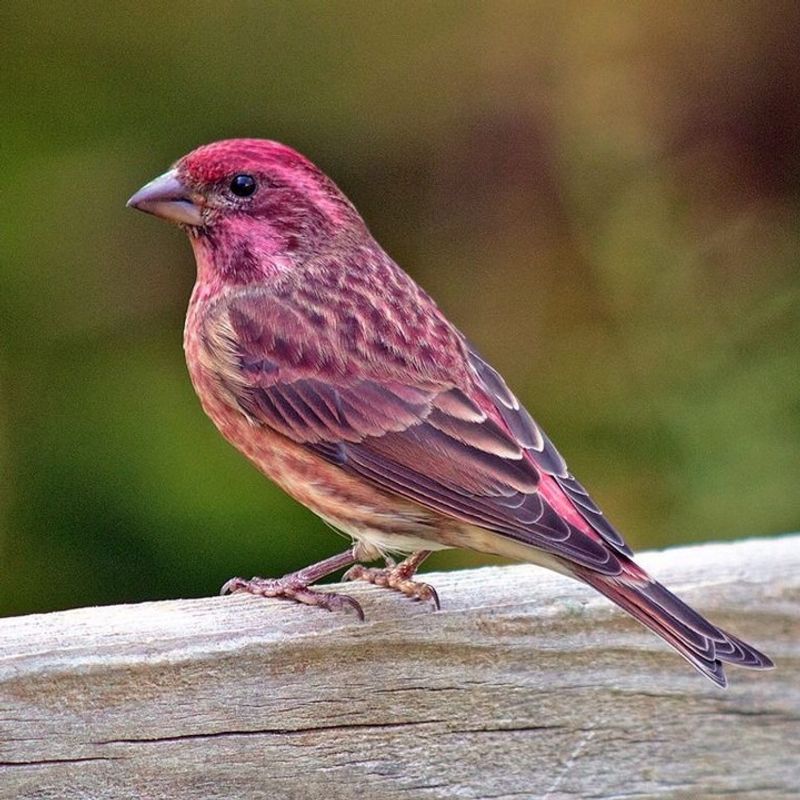Purple Finch: The Raspberry-dipped Bird