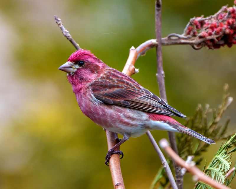 Purple Finch