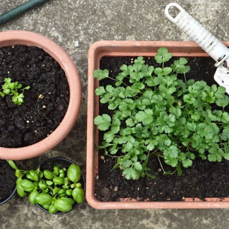 Stunted Plant Growth