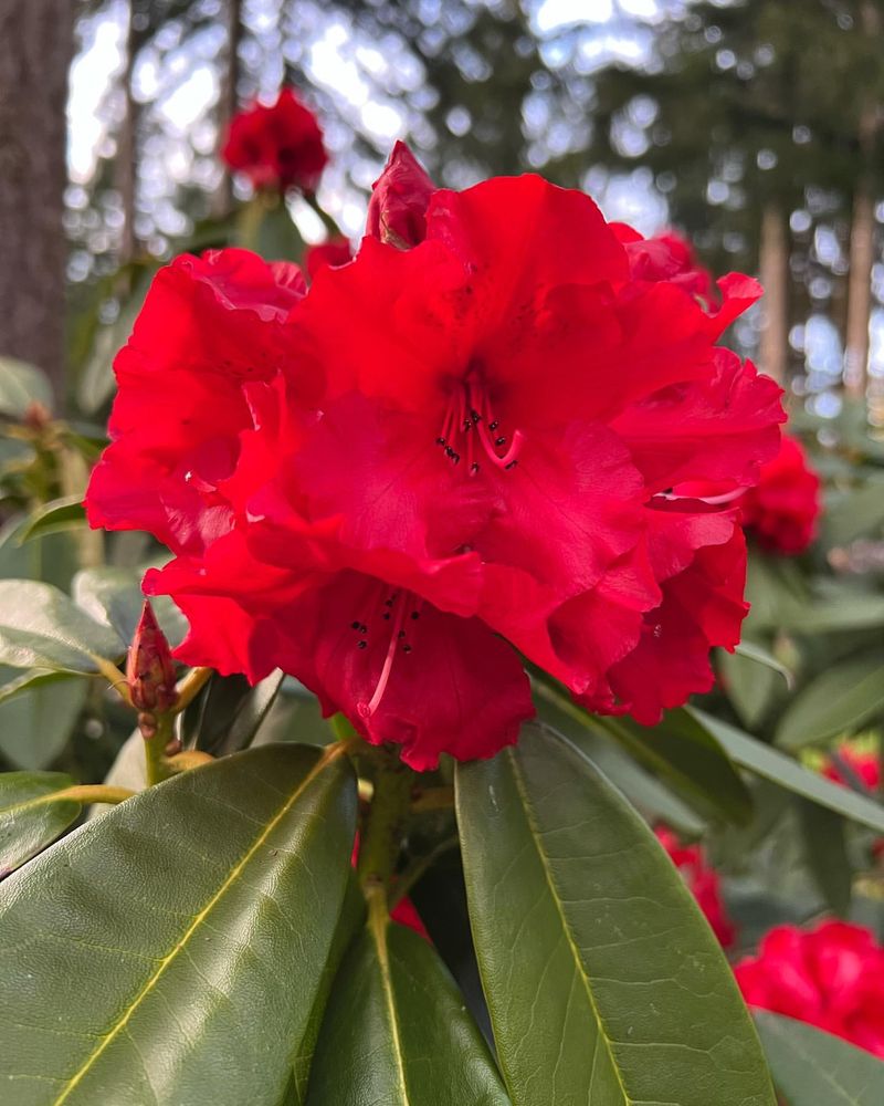Rhododendron