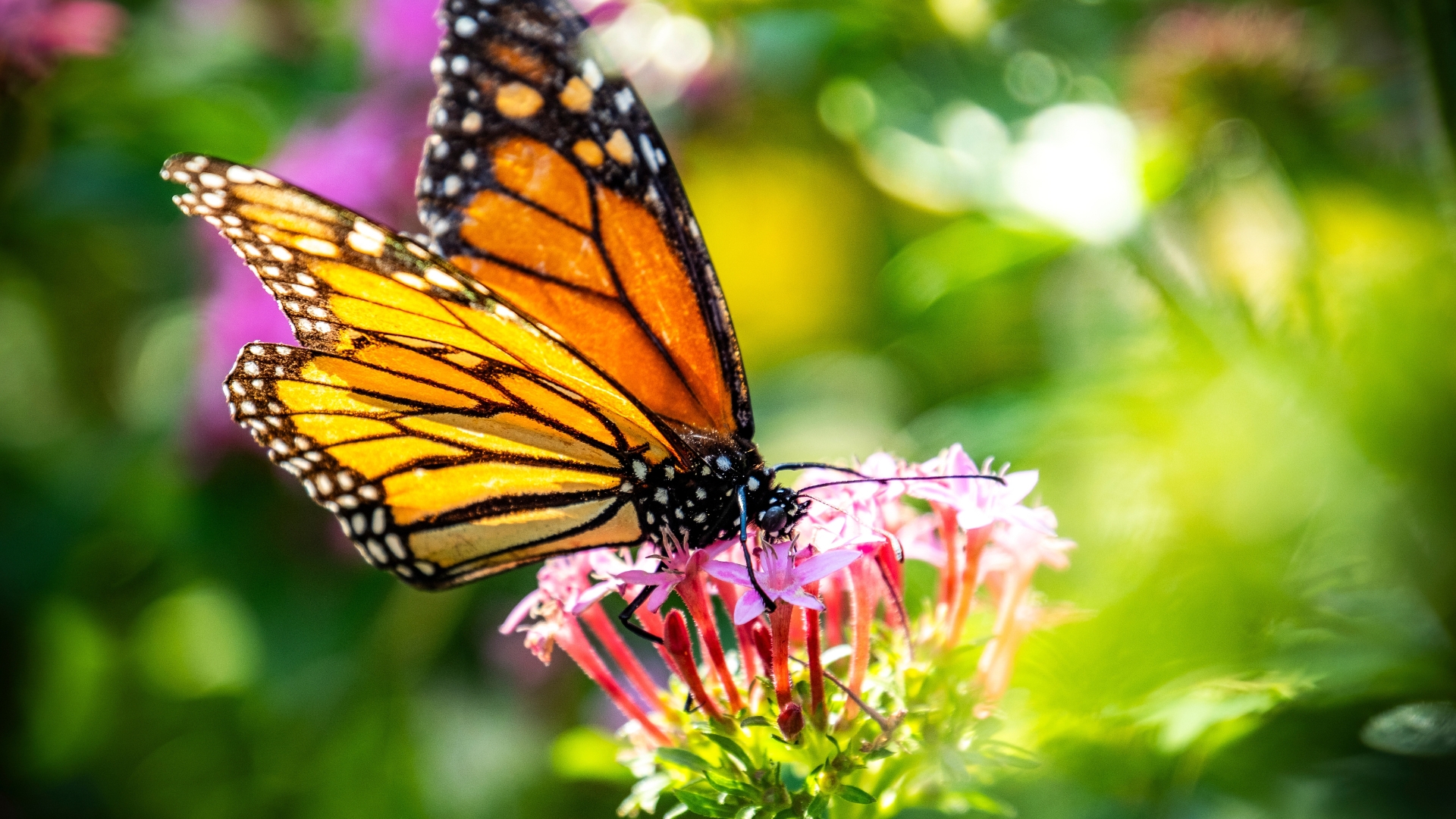 You Might Be Killing Your Butterfly Garden By Deadheading These In Indiana