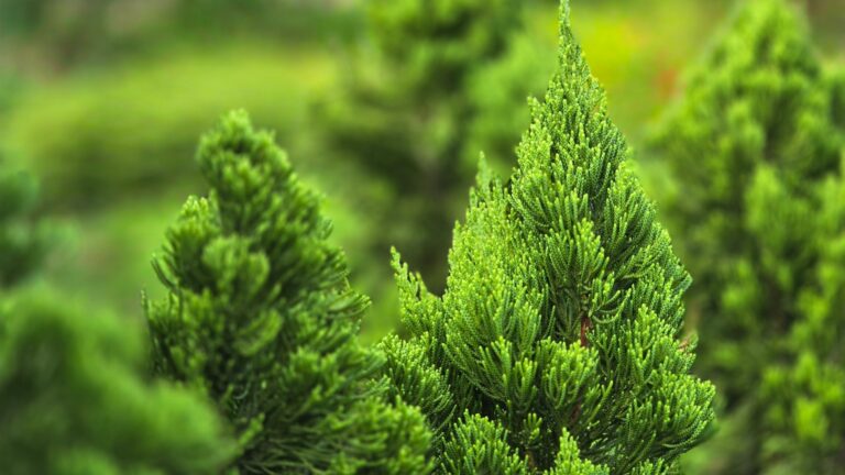 evergreen conifer