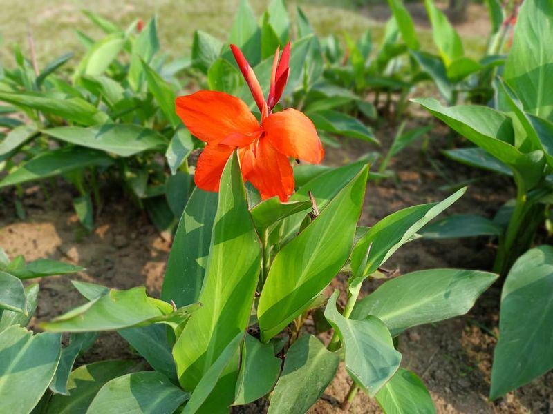 Perennial Flowers